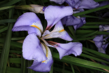 Iris unguicularis RCP1-2020 (16).JPG